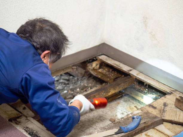 Bourbon, IN Mold Removal Company