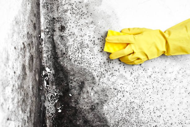 Best Mold Removal Process  in Bourbon, IN