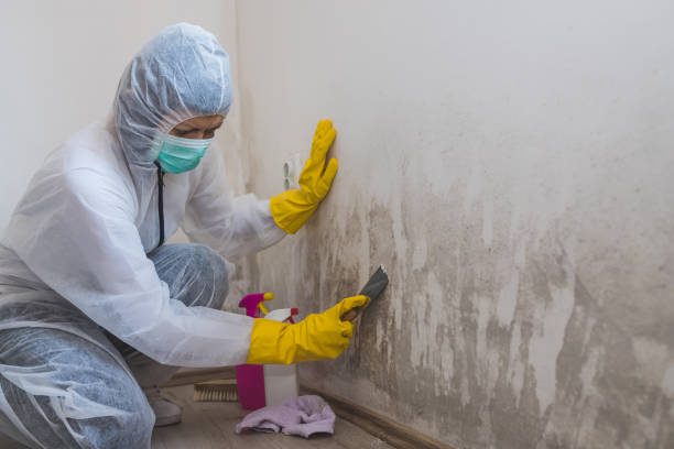 Best Mold Damage Repair  in Bourbon, IN