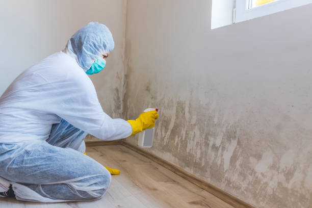Best Local Mold Removal Service  in Bourbon, IN