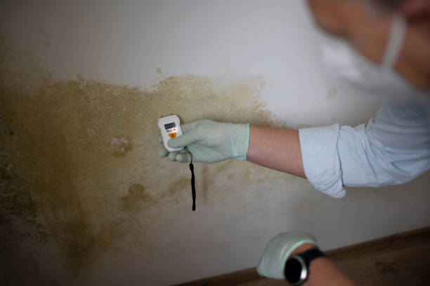Best Mold Remediation Experts  in Bourbon, IN