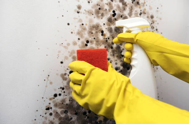 Best Crawl Space Mold Removal  in Bourbon, IN