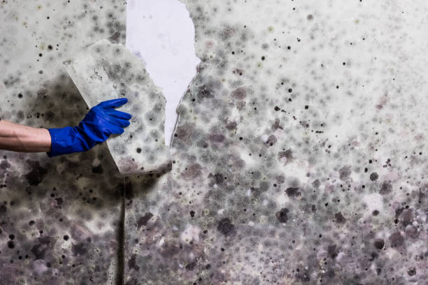Best Affordable Mold Removal  in Bourbon, IN