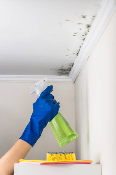 Mold Removal Process in Bourbon, IN